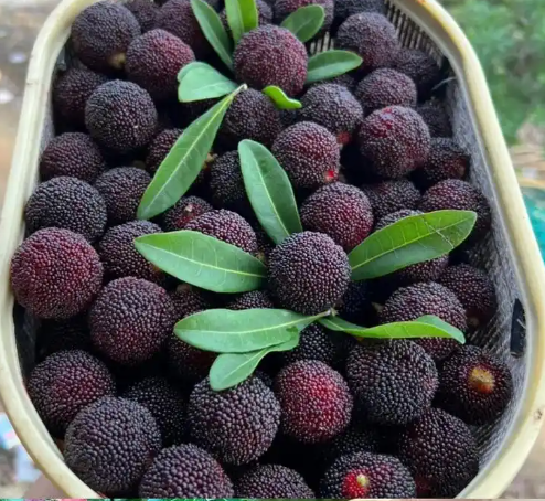 無錫100平楊梅保鮮庫造價(jià)多少？_上海開冉制冷