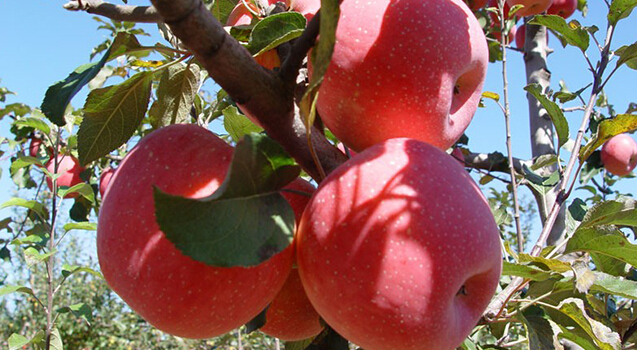 蘋果冷藏庫，蘋果預冷