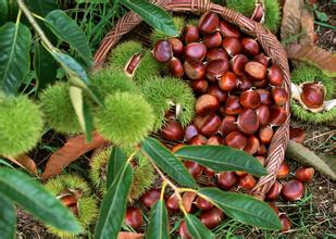 板栗冷庫保鮮貯藏方法、冷庫安裝冷庫設(shè)計