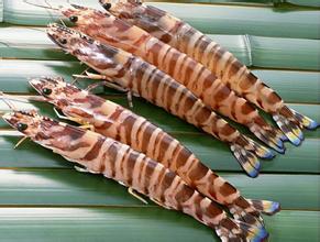 對(duì)蝦冷庫(kù)貯藏技術(shù)，低溫冷庫(kù)安裝