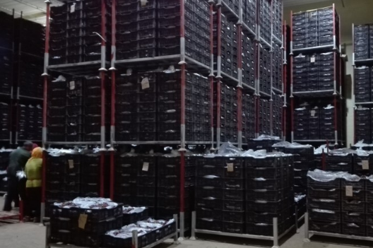 安裝一個葡萄冷庫價格多少錢，葡萄冷藏庫存儲多久