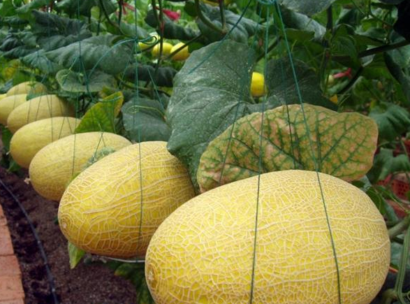 設(shè)計一個500噸哈密瓜保鮮庫要求，哈密瓜冷庫建造費用