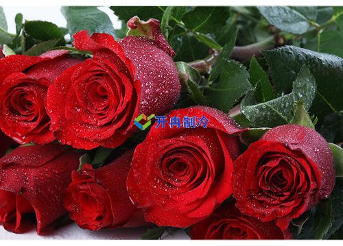 開冉制冷，玫瑰花冷藏庫